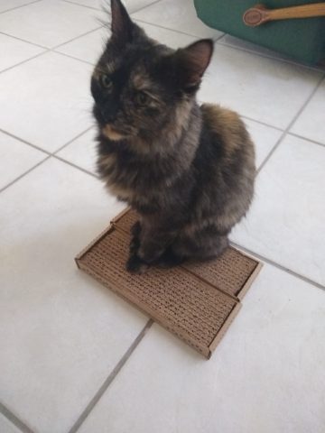 cat on scratching post