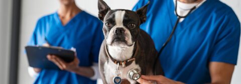 Pug getting a checkup