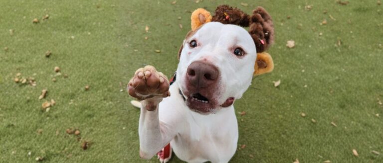 White dog with reindeer antlers