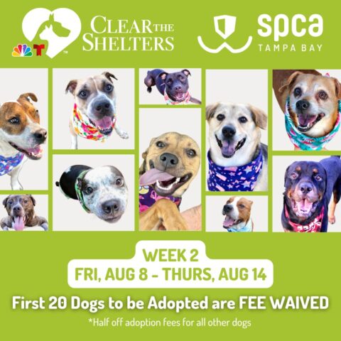 Senior Dogs for Adoption: Discover Your Perfect Companion