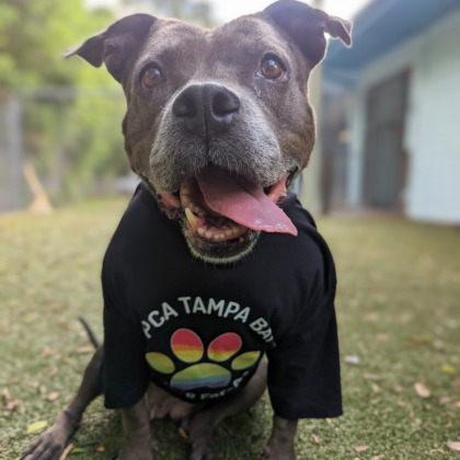 Hippo our Day of Giving dog sports a t-shirt
