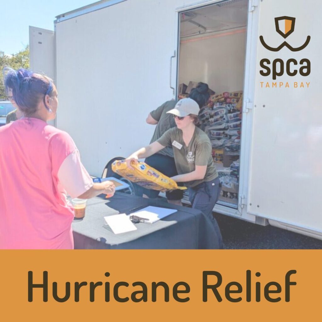 Animal Adoption Detail SPCA Tampa Bay