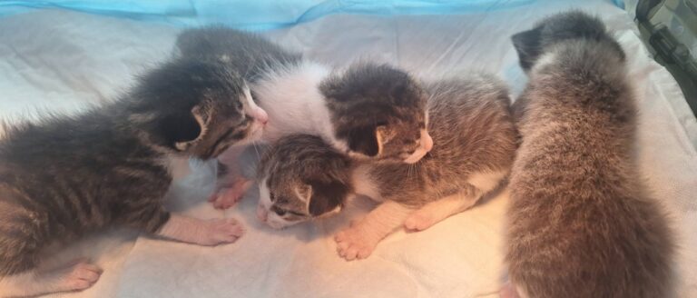 Kittens