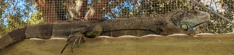 iguana lounging