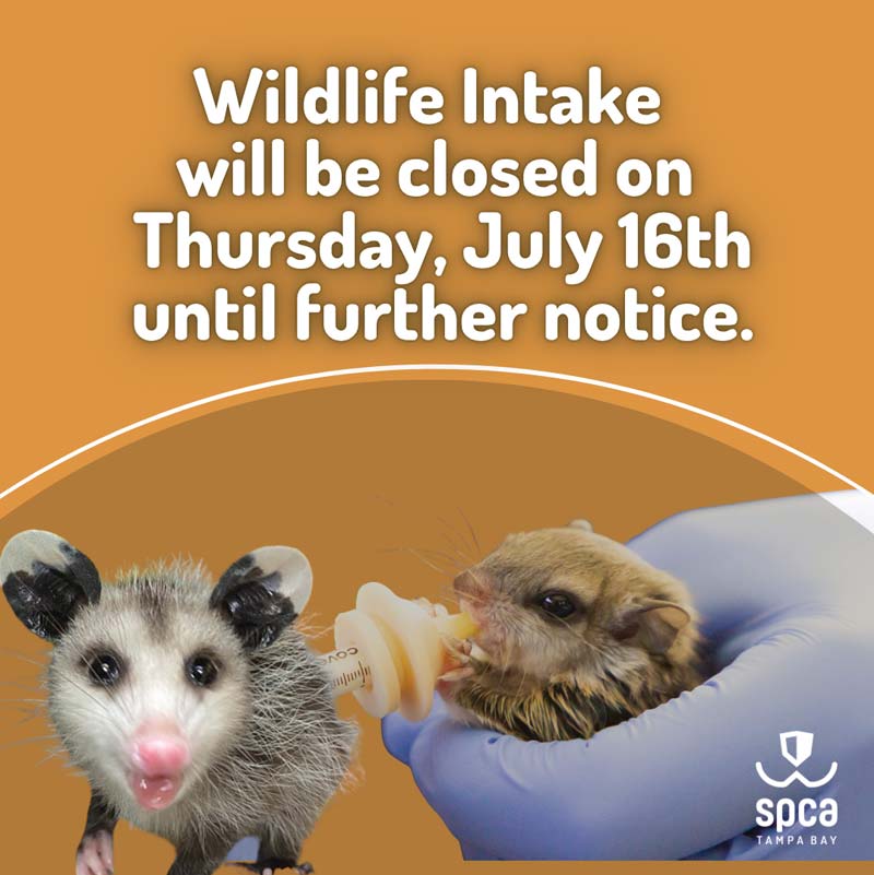 Image of small creators regarding Wildlife Intake July 16th